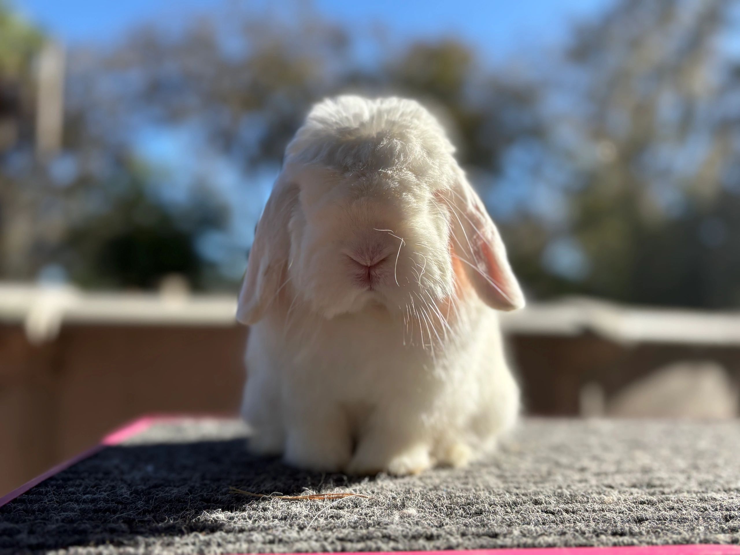 Family-Owned Rabbitry in Spring Hill, FL - Cats Fuzzy Buns