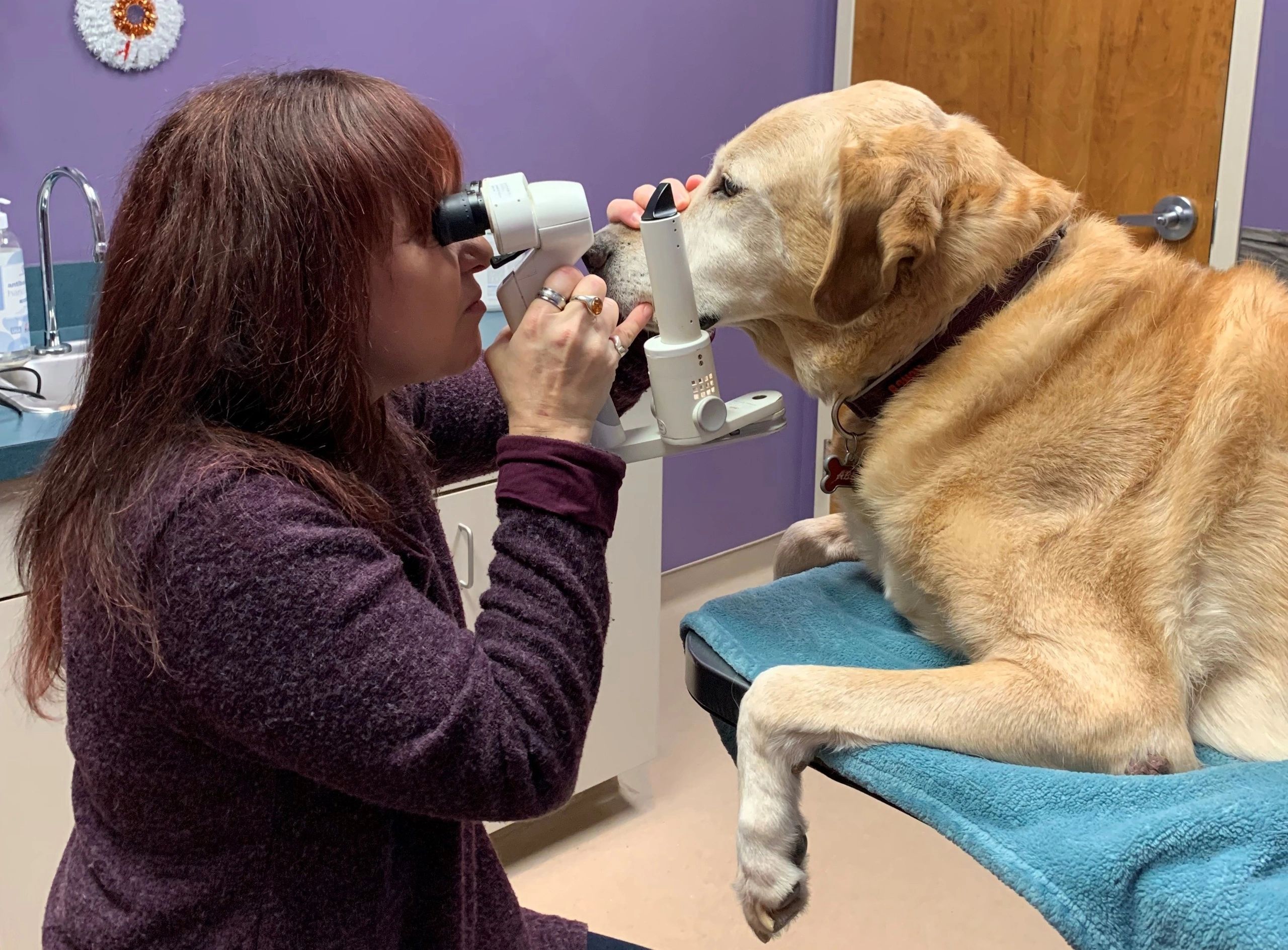 All About Eyes Veterinary Ophthalmology Clinic