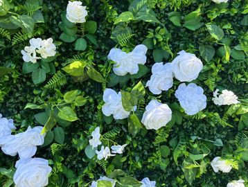 A white rose flower wall