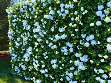 A white rose flower wall