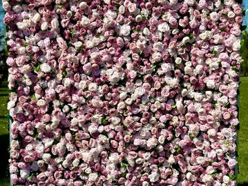Pink rose flower wall