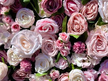 Up-close picture of a pink rose flower wall