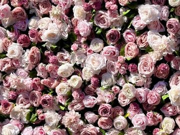 Pink rose flower wall