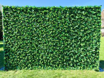 all green Boxwood flower wall