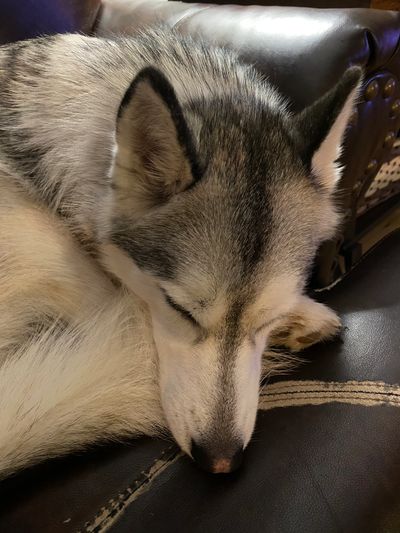 Our Siberian Husky at rest