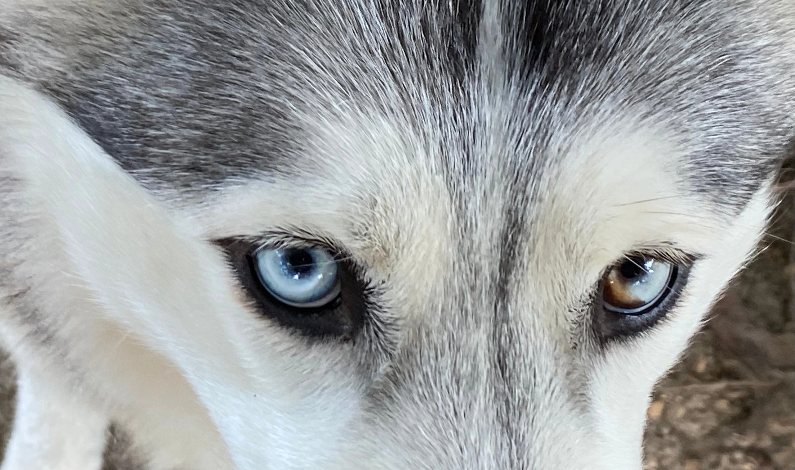 Siberian Husky - Fluffy Tail Huskies