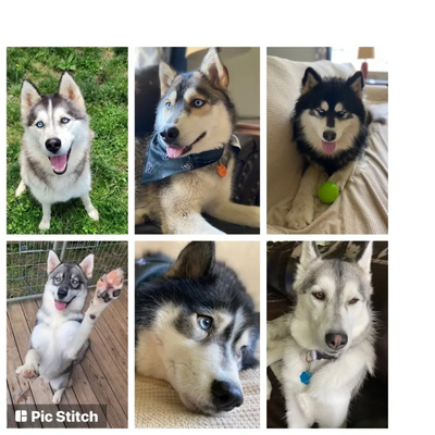The beauty and diversity of the Siberian Husky breed