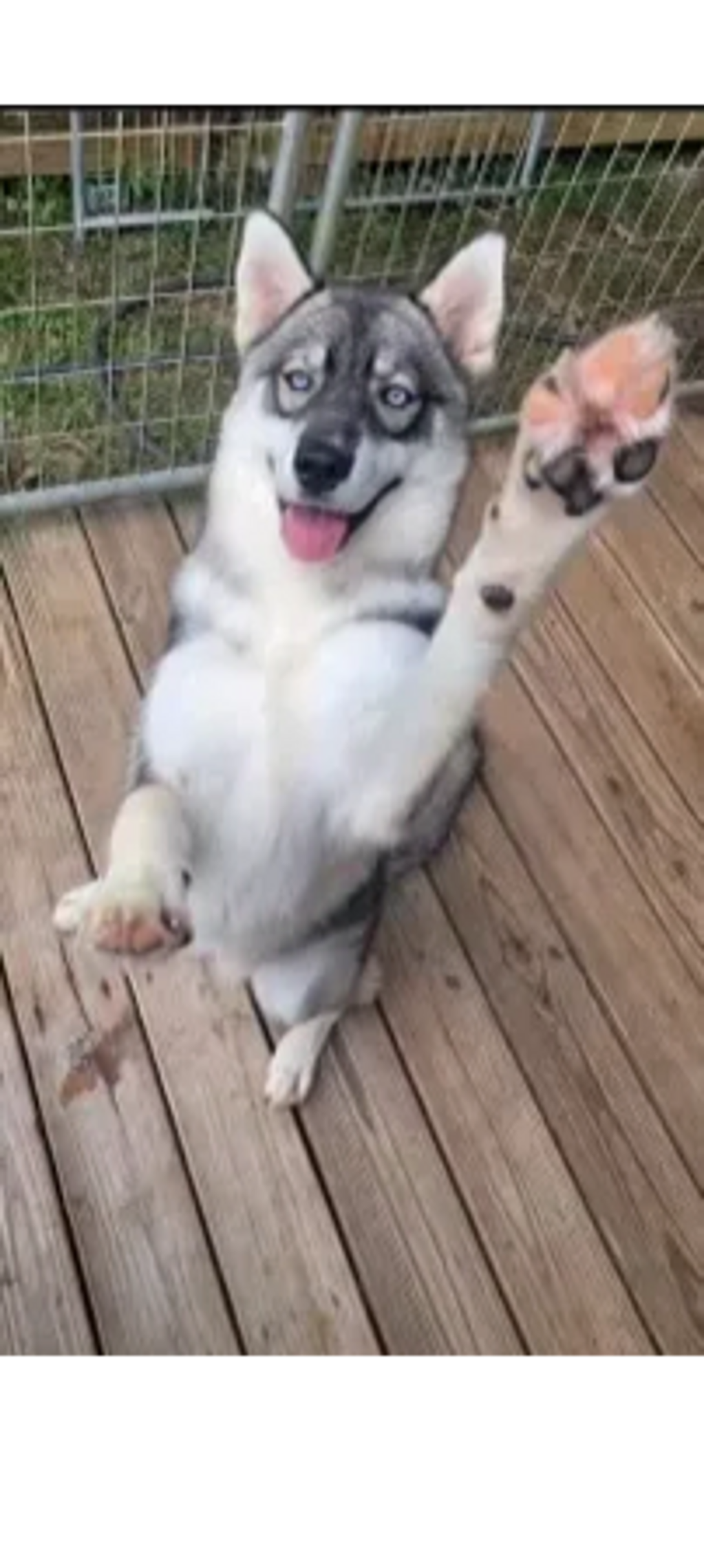 Greta giving a "high-five"