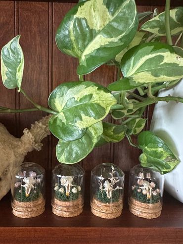Rodent Skull Mini Terrariums