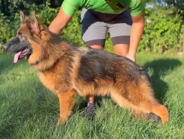 A German Shepherd dog standing on grass with a person holding it.