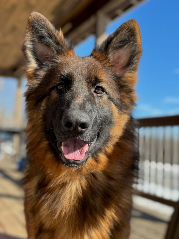 A happy German Shepherd dog with its tongue out in sunlight.