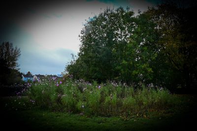 Beautiful wildflowers at the site of the bonfire