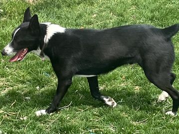 Black and white dog walking on grass with tongue out.