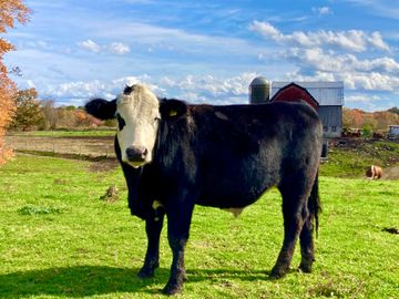 Black and white BEEF steer standing in pasture with a barn behind him in the distance.