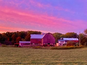 Hay field cut and raked with big red barn in the background at sunset.