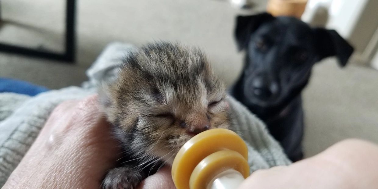 bottle baby kitten black dog town and country animal rescue