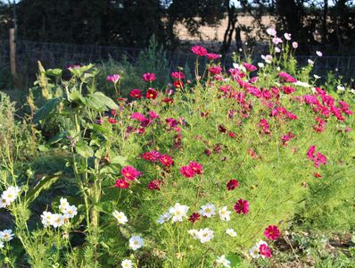 A vibrant garden with pink and white flowers under sunlight.