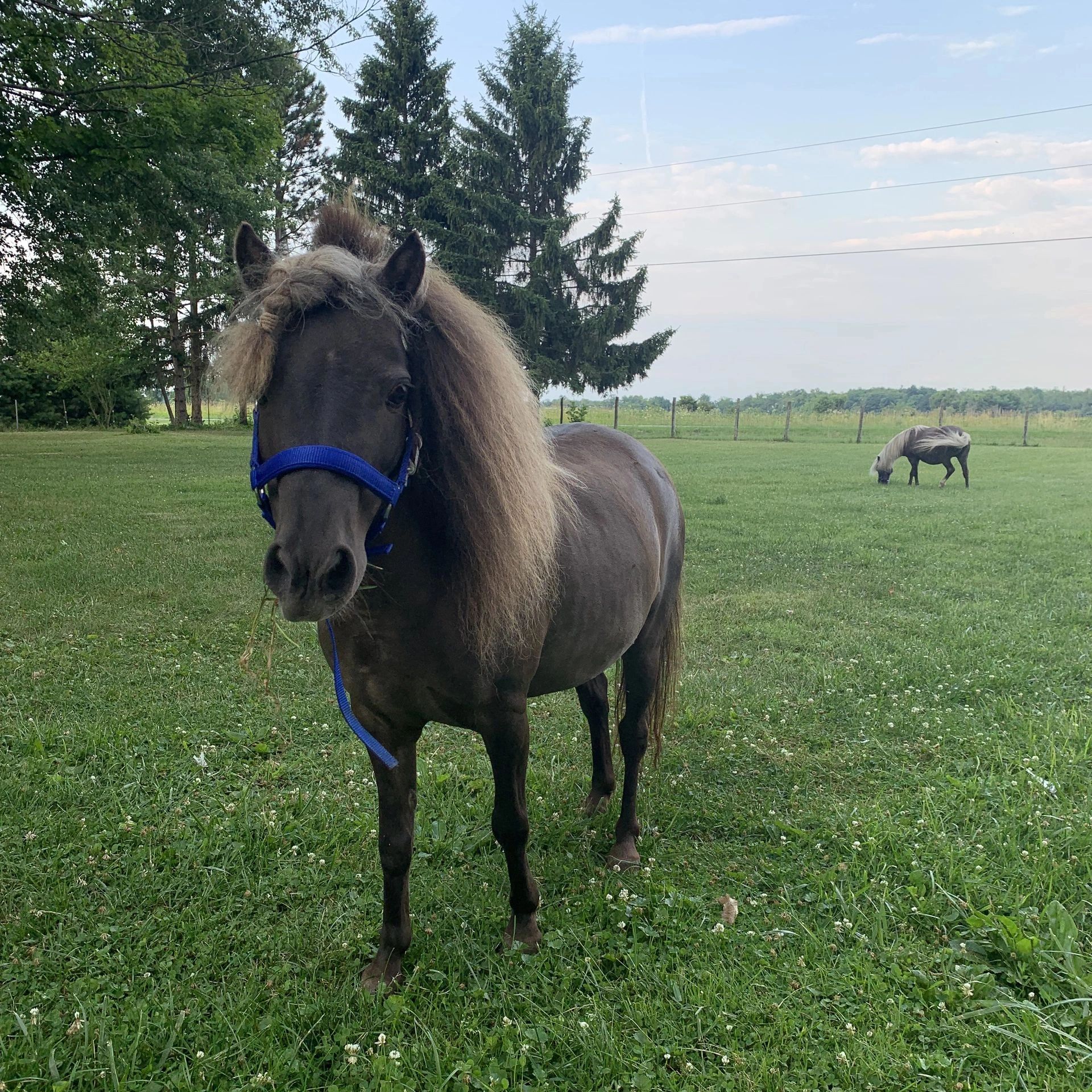 Brown mini with blue halter, looking at the camera in a green pasture. 