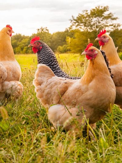 4 laying hens on lush green grass. 