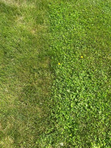 A patch of grassy lawn with clover and two small yellow flowers.