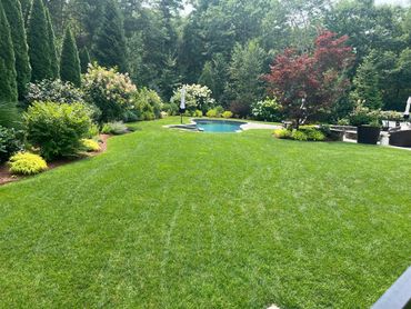 A lush backyard with a small swimming pool and vibrant greenery.