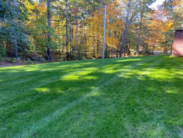 Lush green lawn with autumn trees and sunlight shadows.