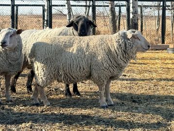 Three sheep standing in a fenced outdoor area.