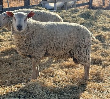 Sheep standing in a sunlit barn with dry grass.