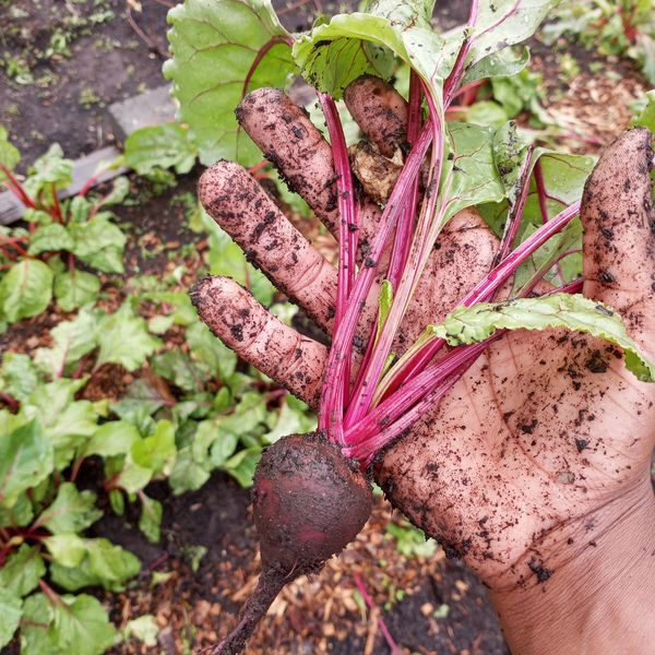 Hand holding a freshly harvested beetroot covered in soil.