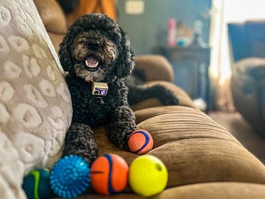 How to train a fearful dog 