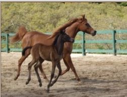 Mare and foal.