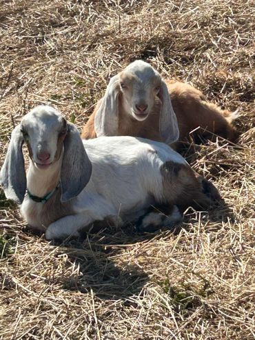 Two baby goats resting on dry grass in sunlight.