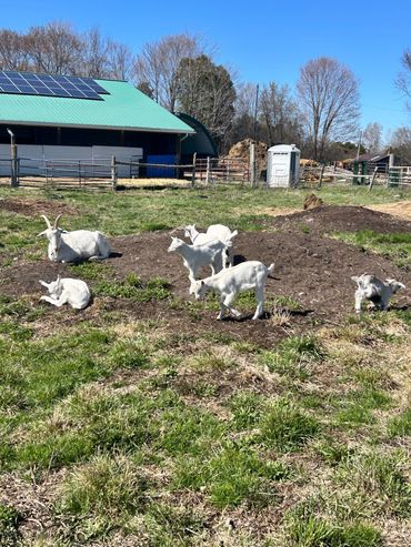 A group of goats relaxing and grazing on a sunny farm field.