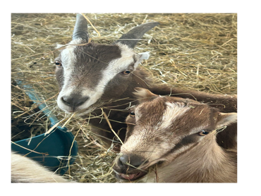 Two goats eating hay closely together in a barn.