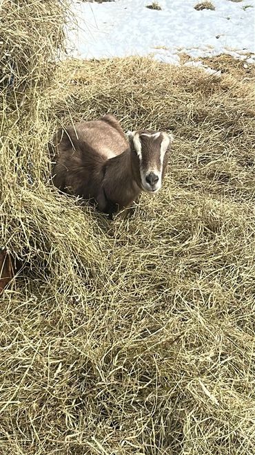 A small goat resting in a bed of hay with snow in the background.
