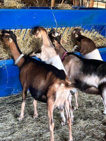 Four goats eating hay inside a barn.