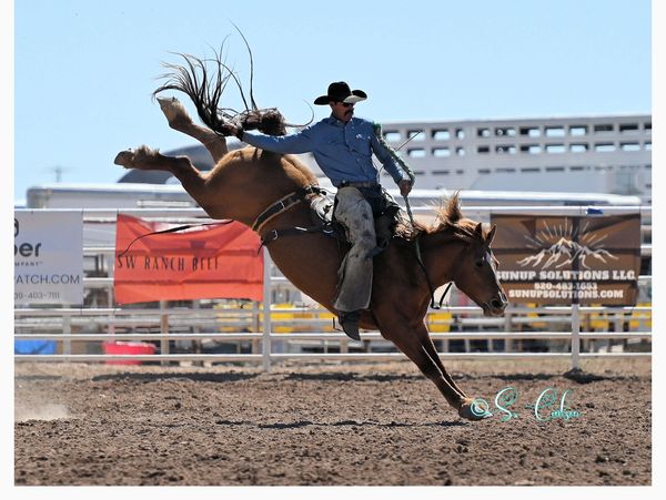 Cowboy riding a bucking horse at a rodeo.