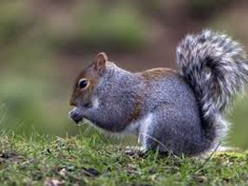 Squirrel
Grey Squirrel