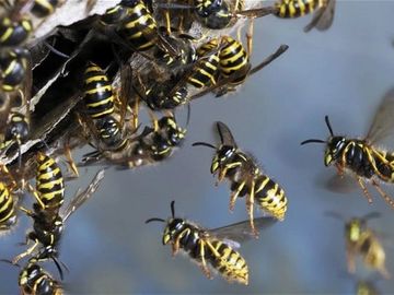 Wasp
Wasps
Wasp Nest
Hornet
Hornets
Bees
Beehive
