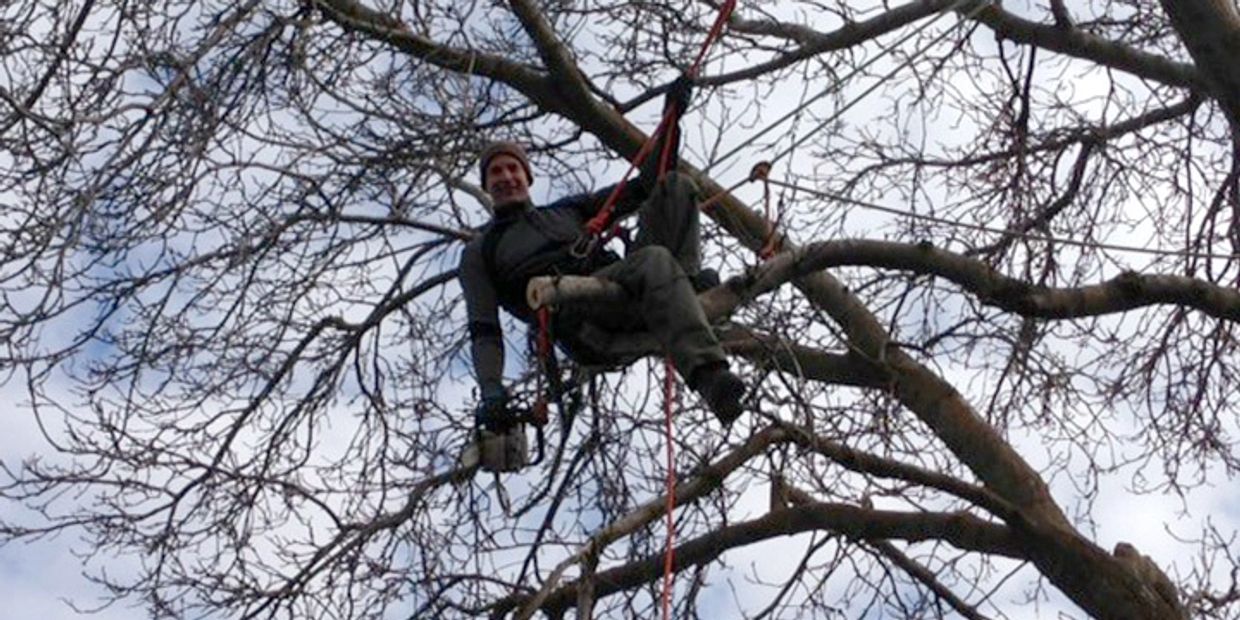 Contact Arborist Tree Service