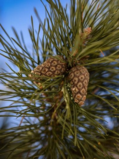 Spokane Pine Beetle Control