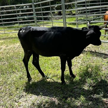 Available at Sumter County Livestock Market FCCA auction on October 5, 2024.
Registered Black heifer