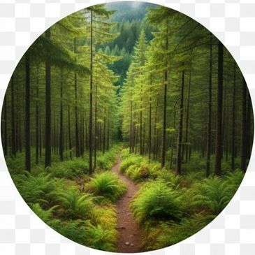 Forest path: The intentional journey of liberation toward a thriving world.