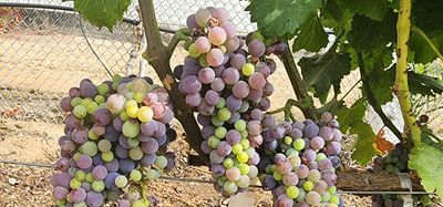 veraison grape vines
grape veraison
grapevine veraison
veraison stage grapes