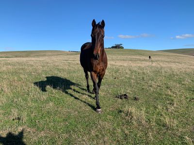 Single horse in paddock with blue background