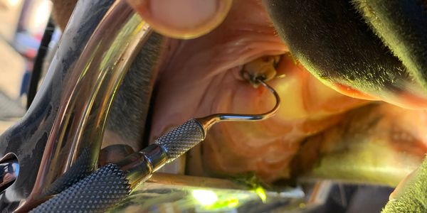 Exposed pulp and cavity in a canine tooth, probing with a pulp explorer