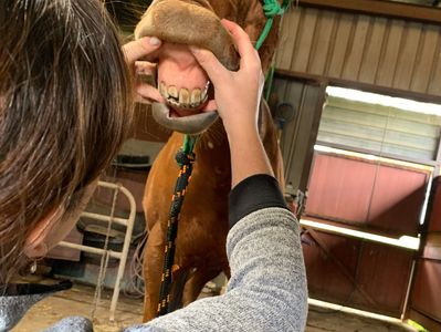 Person looking at horse incisors when ageing a horse
