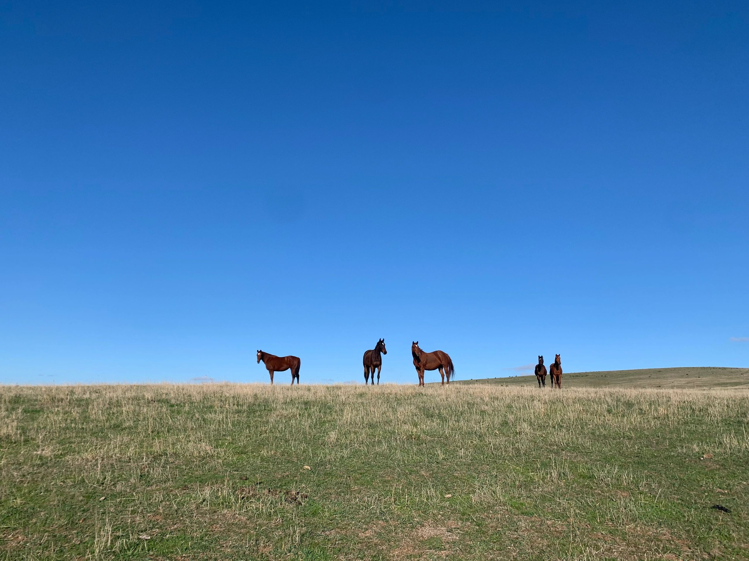 Veterinary Equine Dentistry Riverbend Equine Services