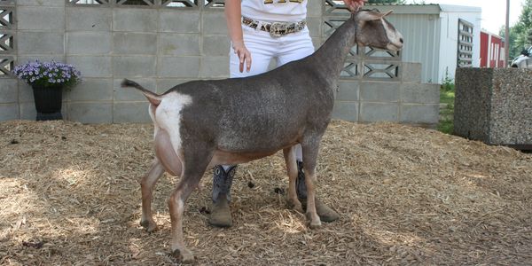 Dam: GCH Meadow Valley Zep Cabernet