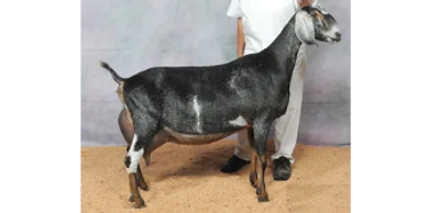 Pictured - Full Sister - SGCH Woest-Hoeve FB Jelly FS 92 EEEE @ 05-07
2018, 2019, & 2021 Nat'l CH

